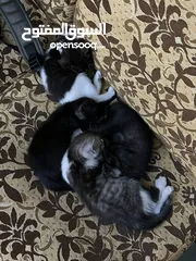  3 قطط همالايا مكس للتبني