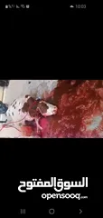  2 لحامين لذبح الاضاحي عجول و خرفان