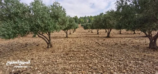  6 فرصة مغرية جدا لشراء ارض 4013 متر مربع للبيع بسعر مغري جدا في اجمل مناطق جرش واقربها لعمان