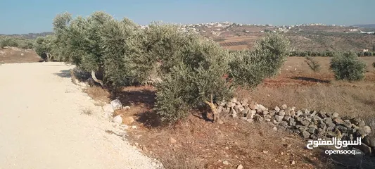  6 ارض للبيع في عربونه