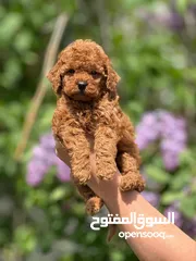  9 toy poodle T_cup now in Jordan  توي بودل تيكب بجميع الأوراق والثبوتيات والجواز والمايكرتشيب