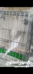 3 كوكتيل البينو زق يدوي ومخاليف عمر 3 شهور ونص وحبات كبيره على وجه شغل إن شاء الله