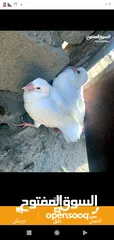  3 زغاليل طازجه جاهزه للطبخ الجوز 2.50 من الآخر مهما كانت الكميه