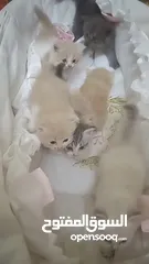  8 beautiful fluffy kitten