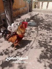  2 ديج عربي خشن فول صحه