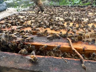  13 مناحل عسل مملكة النحل سعر خاص للتجار و للكميات قطفة جديده هذا العام