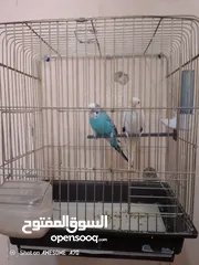  18 متاح جوزين  حب  كلهم اليفات كلهم جواز شغالة جواز نخب اول حبة كوكتيل للبيع اقرء الوصف