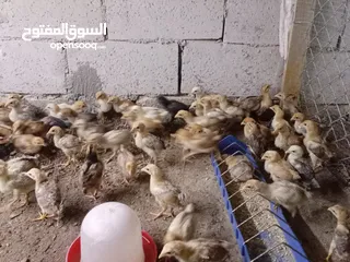  29 صوص بلدي عمر 38 يوم   صوص بلدي عمر 18 يوم