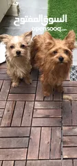  3 Chorkie puppy