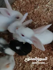  5 ارانب للبيع