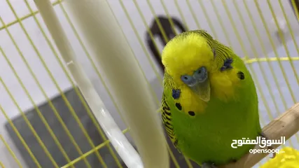  3 Male Budgerigar and Female British Shorthair