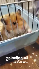  1 Hamster with cage هامستر