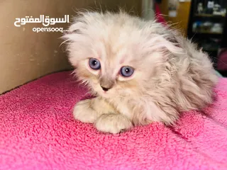  5 قط شيرازي سكني
