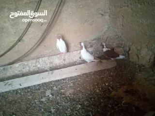  6 حمام نوع ارباش اذا بدك بلدي موجود اذا بدك امبندق موجود