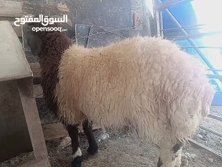  6 لحم ذكر الله صلوا على النبي خروف نخب نخب وزنه 50 كيلو قائم
