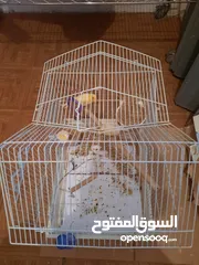  2 Healthy canary pair 4 sale