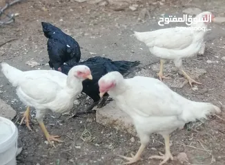  1 بيض باكستاني ألماني مخصب للبيع مكفول بإذن الله