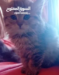  7 قطط سكوتش فولد مكس (( ليس تبني ))