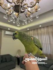  3 بلوفرنتد من اقوى الحبات بالاردن اليف جدا متكلم قوي سوره الكوثر ، الف صلاه وسلام ، ويه ويه بابا جا