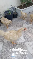  5 اربع دجاجات للبيع
