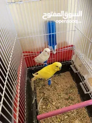  2 جوز طيور حب للبيع