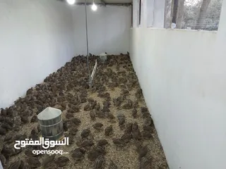  6 متوفر لدينا  فري (السمان) ذبخ +بياض