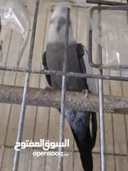  1 متاح في السلط