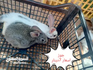  3 ارانب هجين