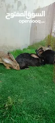  3 أرانب جامبو