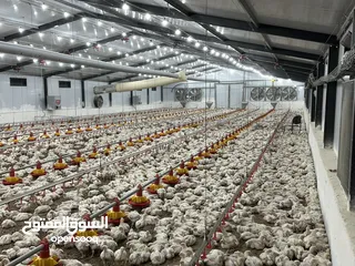  22 تجهيز وبناء مزارع الدواجن المغلقة