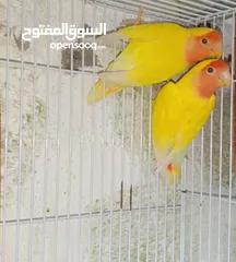  2 جوز روز لاتينو عين حمره