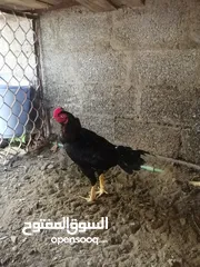  2 للبيع ديك باكستاني