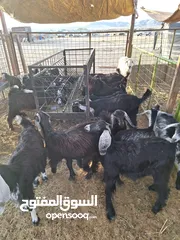  15 للبيع طليان ورخال حرية وتيوس وجفار عواض للمناسبات