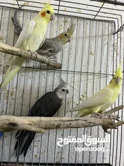  2 عصفير كوكتيل