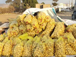  1 بطاط يمني زهره حمراء خاص بالتصدير  مؤســــــسة هاني المهلاء للتصدير الخضروات والفواكه.