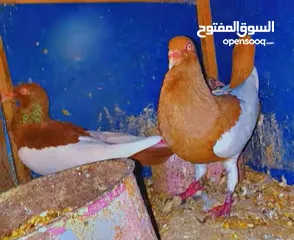  3 جوز يهوديات تحتهم فرخ وبيض