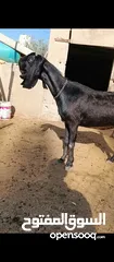  8 جدي شامي ابيض ابرص توب ثني حبتين على كل جال وثلث معزا مراح توب التوب مقنوي