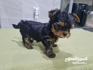  4 Pure Breed Mini Yorkshire Terrier