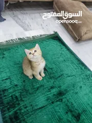  3 قطه سكوتش ستريت جولدن العمر 60 يوم ذكر شورت هير