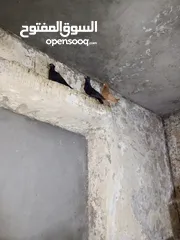  5 حمام زق شي فاخر من الاخر جواز كل جوز بسعره وفي فراخ  جواز مكفوله