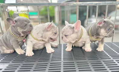  1 French Bulldog Puppies
