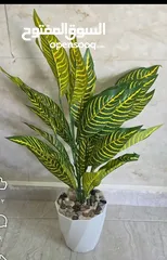  4 اشجار زينه