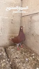  10 كوم حمام للبيع العدد 12 طير