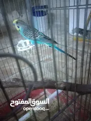  2 3 جواز حب مع فراخ شغالااات مقفصات 3 معالف