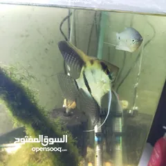  1 ثلاث سمكات