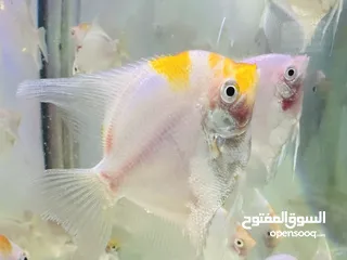  1 Angel fish for sale