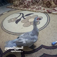  1 بش مصري لون رصاصي