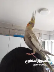  6 جوز كوكتيل للبيع