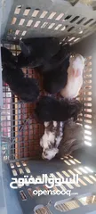  3 كوم اناث أرانب للبيع