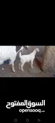  10 عنز وراها سخله بيضا برصا مميزه